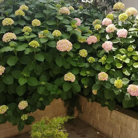 Appartement Studio Kuljis