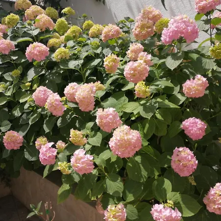 Appartement Studio Kuljis *