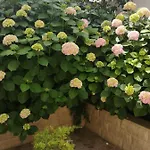شقة Kuljis