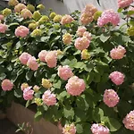 شقة Kuljis *